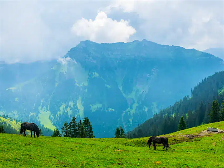 Gulmarg Kashmir